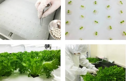 Hydroponic Greens Grown Under the Tokyo Metro