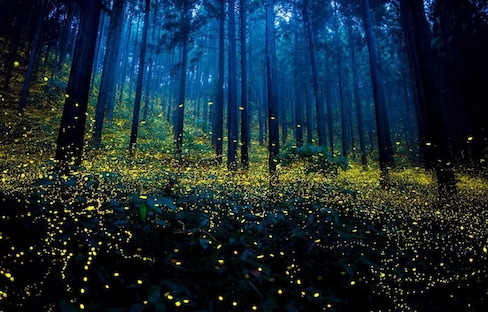 Magical Photographs of Fireflies in Japan
