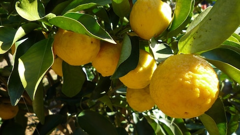 ส้มยูซึ ผลไม้สารพัดประโยชน์