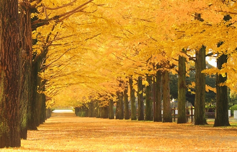 Outer Tokyo's 5 Best Fall Foliage Spots