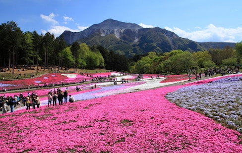 Top 6 Flower Spots in Saitama