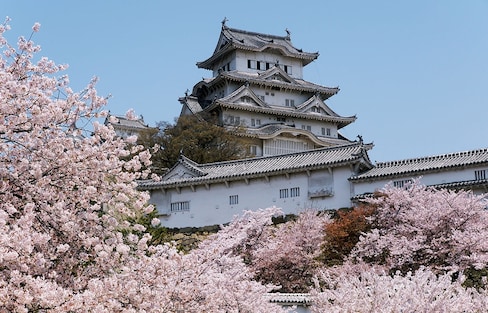 Top 5 Cherry Blossom Viewing Spots in Hyogo