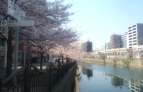 Secret Sakura Spots in Residential Areas