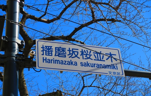 Harima Zaka: Tokyo Sakura without the Crowds!