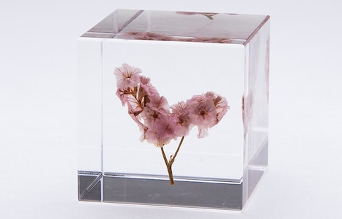New Natural Objects Preserved in Acrylic Cubes