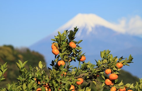 Top Ranked Fruits in Japan for Each Season