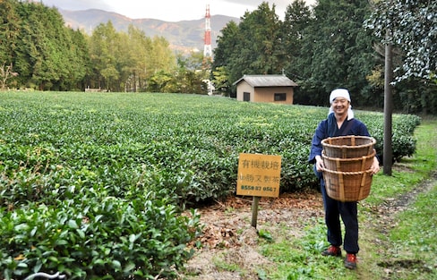 Katsumata Seicha: Organic Tea on Fuji's Edge