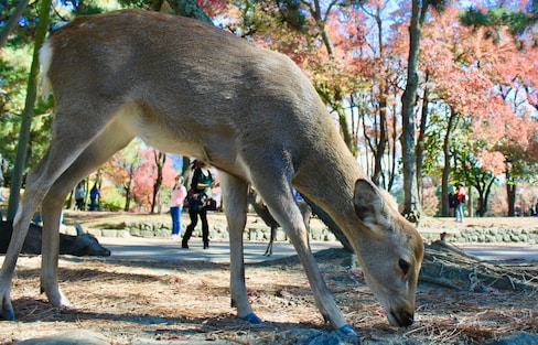 5 Fun Things to Do in Nara