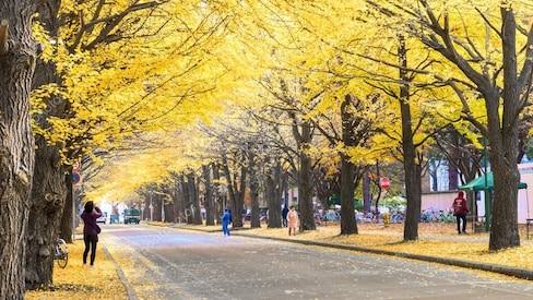 홋카이도에서 즐기는 가을 관광지 BEST 3