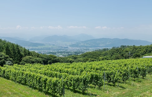Mastering Winemaking in Nagano