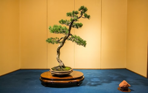 The Living Appeal of Bonsai Art