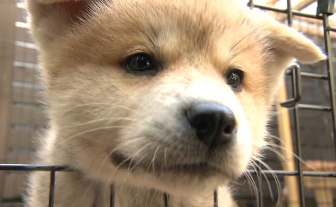 Zoo Hopes to Help Japan's Traditional Dogs