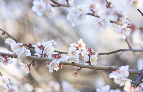 A Crash Course on Tokyo's Plum Blossoms