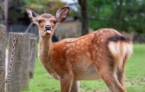 The Many Expressions of Nara's Deer