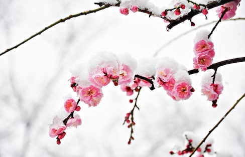 Snow & Sakura Make for Incredible Hanami