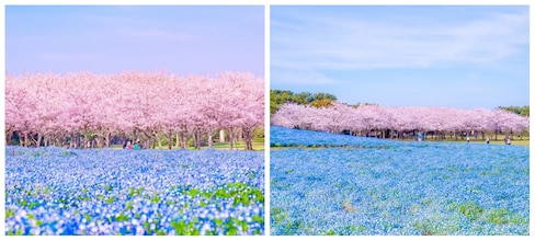 Flowers & Sakura at Seaside Park in Fukuoka