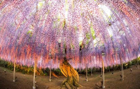 Whisk Yourself Away to a Land of Wisteria