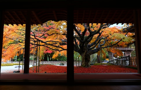 踩踏落地紅葉，頭望滿天楓紅！福岡近郊追楓去！