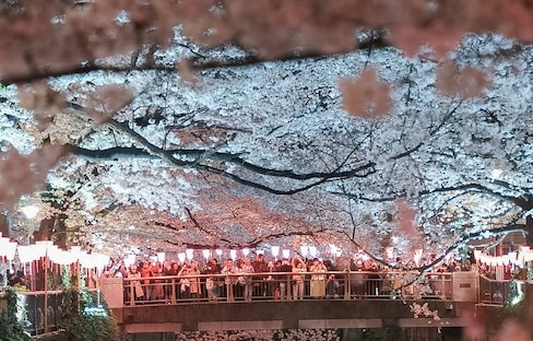 Meguro River Cherry Blossom Viewing