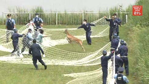 Wild Deer Captured in Tokyo