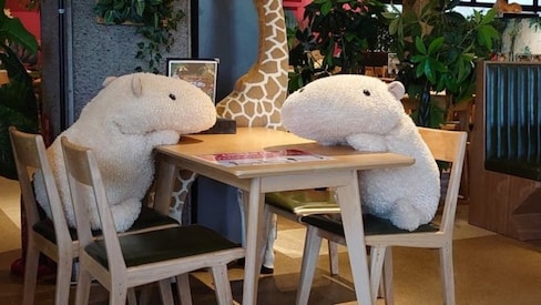Social Distance Supper with a Stuffed Capybara
