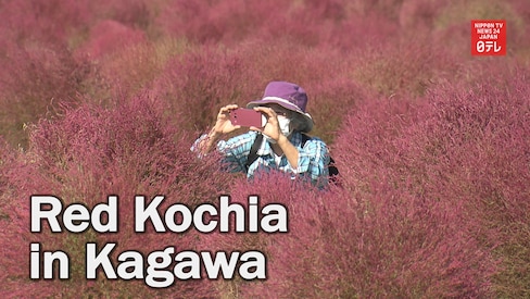 Red Kochia Are Attracting Visitors to Kagawa
