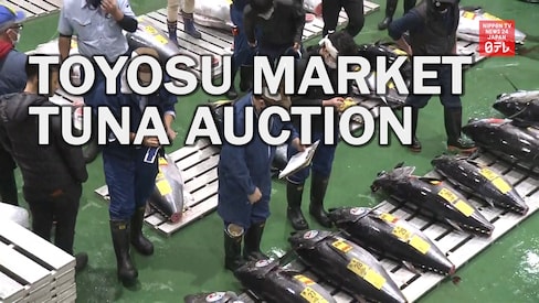 Toyosu Fish Market Resumes Public Viewings