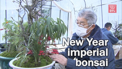 Imperial Bonsai Ready for New Year