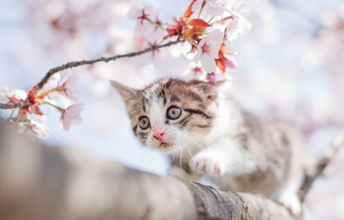 日本人与猫：又到一年猫之日，你还不知道这些岛国猫咪的小秘密？
