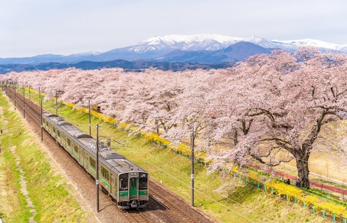 เดินทางชมซากุระ วิวสุดประทับใจด้วยรถไฟ JR-EAST