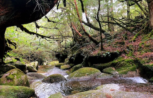 日本自由行：从屋久岛开启九州广袤自然之旅