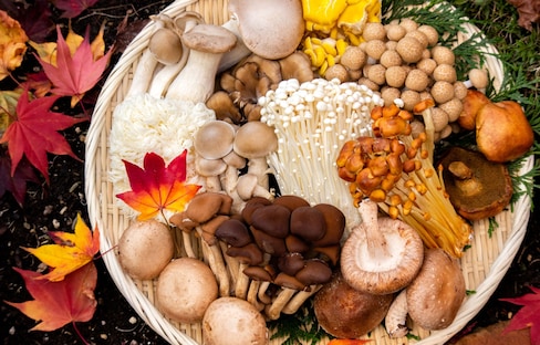 日本美食：秋日菌菇的鲜美，不只有“见手青”
