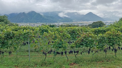Three of Japan's Wine Regions You Need to Visit