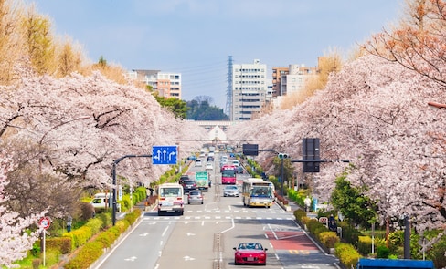 อัพเดทฉบับ 2024! แนะนำจุดชมซากุระในโตเกียว เดือนเมษายน 5 จุด