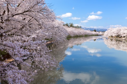 弘前城公園西濠の桜