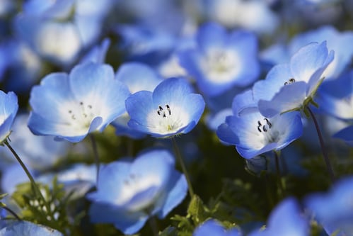 Gw中の入園者数が最多 ひたち海浜公園の青い花 ネモフィラ の魅力 All About News