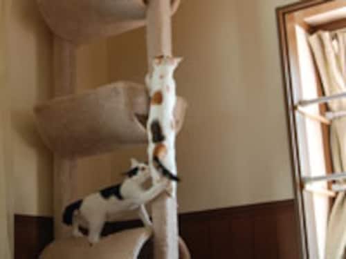 猫に快適な部屋づくりのコツ 猫に快適な部屋づくりのコツ