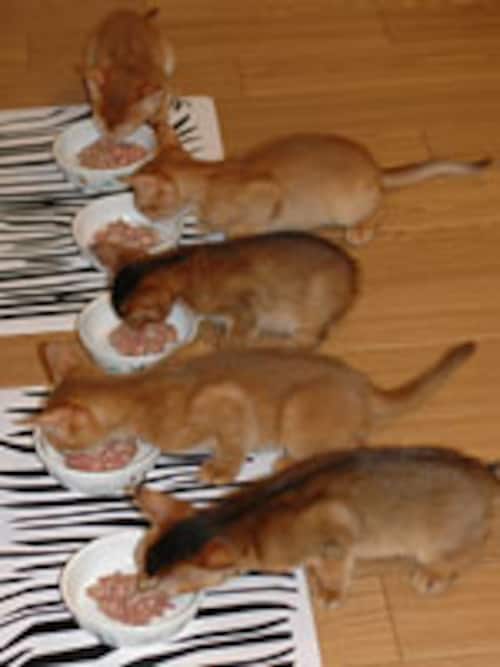人が食べているものを与える 人が食べているものを与える