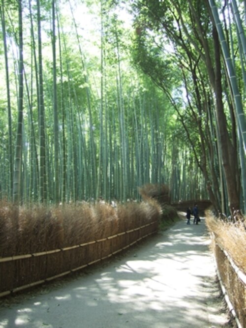 嵐山散策で訪れたい 嵯峨野の 竹林の道 京都の観光 旅行 All About