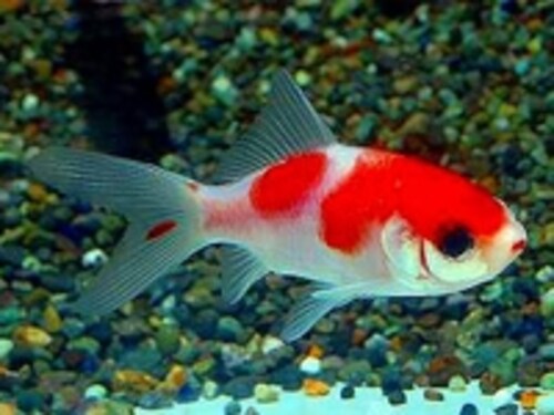 日本で良く見られる金魚の種類 金魚 All About 日本で良く見られる金魚の種類 金魚 All About
