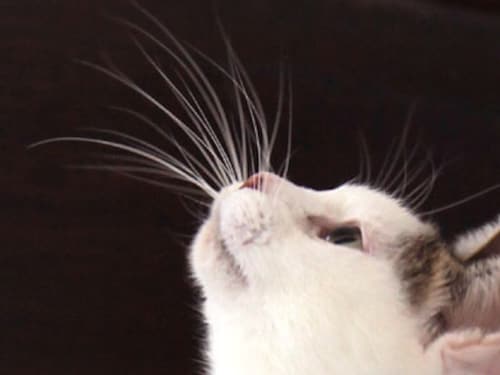猫とヒゲの切れぬ関係 猫 All About