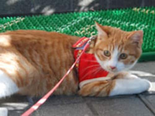 連れて行く 連れて行く