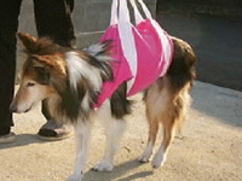 老犬の徘徊対策にサークルを手作り 老犬 高齢犬のための介護用品 犬 All About