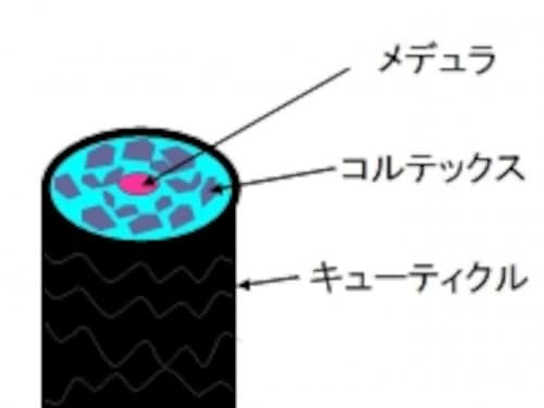 髪のケアはスキンケアと同じ！