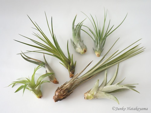 土・肥料不要のエアープランツもいいかも