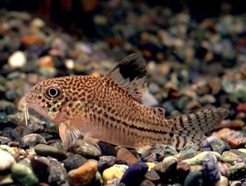 ジュリィー ジュリィー