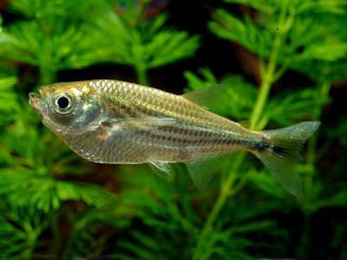 エロンゲート・ハチェット エロンゲート・ハチェット