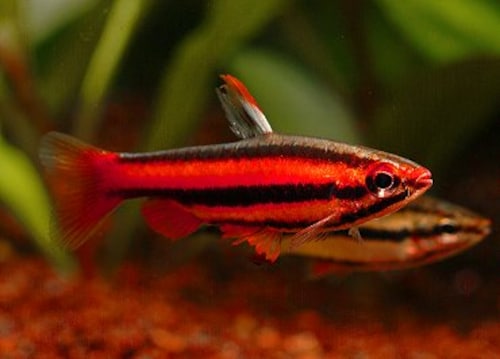 アークレッドペンシルフィッシュ アークレッドペンシルフィッシュ