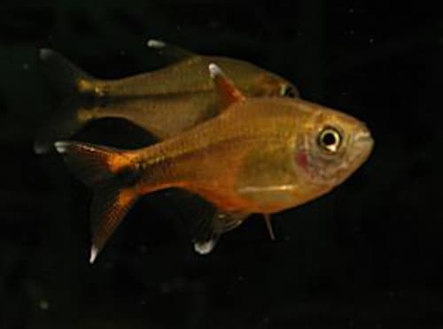 かっこいい名前 まるで中二病のような熱帯魚の名前選 熱帯魚 All About かっこいい名前 まるで中二病のような熱帯魚の名前選 熱帯魚 All About