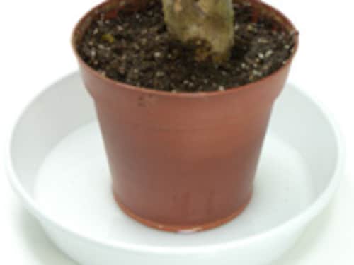 知っておきたい水やりの基本